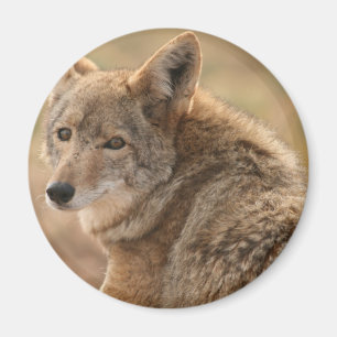 Magnet de coyote