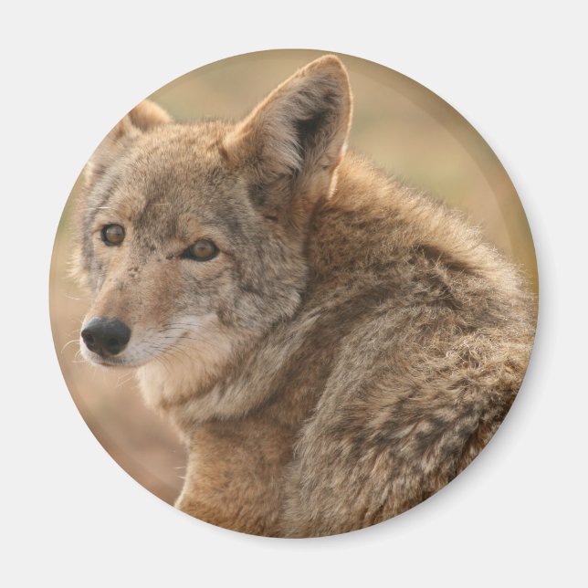 Magnet de coyote (Devant)