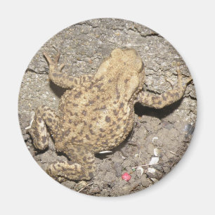 Magnet de crapaud à rampe mignon