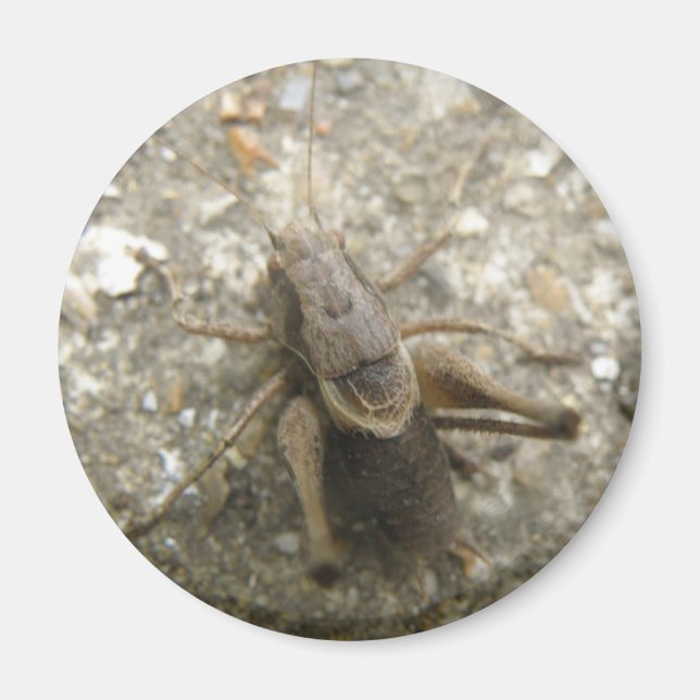 Magnet de cricket Brown (Devant)