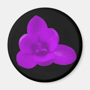Magnet de crocus pourpre