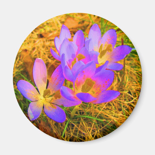 Magnet de crocus psychédélique (Devant)
