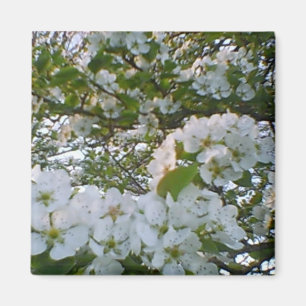 Magnet de fleurs blanches