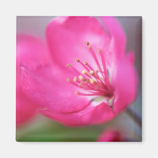 Magnet de fleurs d'Apple