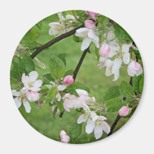 Magnet de fleurs d'Apple
