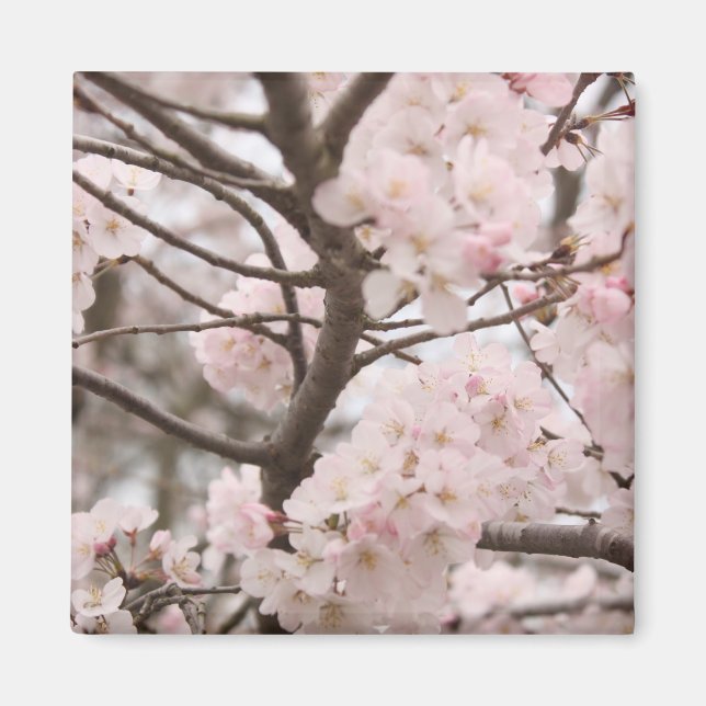 Magnet de fleurs de cerisier (Devant)