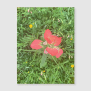 Magnet de fleurs de pinceau indien