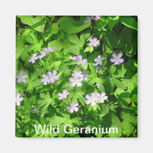 Magnet de géranium sauvage (Devant)