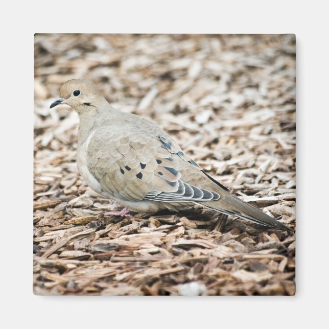 Magnet de la colombe de deuil 1 (Devant)