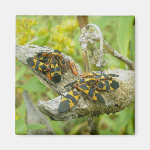 Magnet de la famille des bogues de lait #1