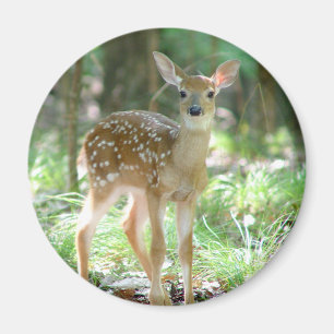 Magnet de la faune du cerf blanc