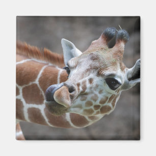 Magnet de la langue de la girafe
