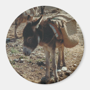 Magnet de la Mule marocaine