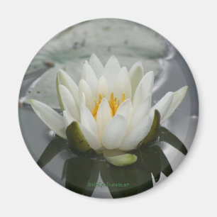 Magnet de la photo de l'eau Lily