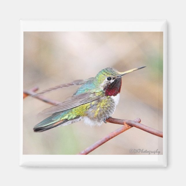 Magnet de la série Hummingbird (Devant)