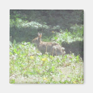 Magnet de lapin sauvage