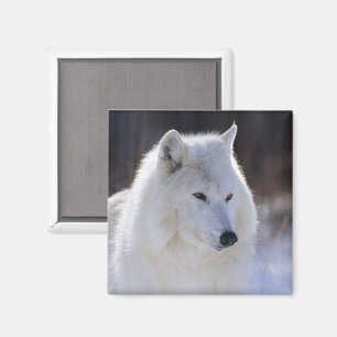 Magnet de loup arctique