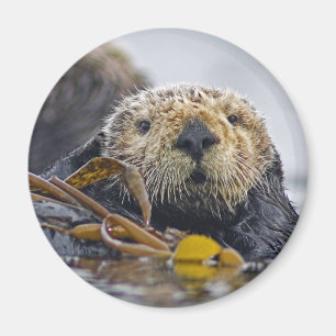Magnet de loutres de mer