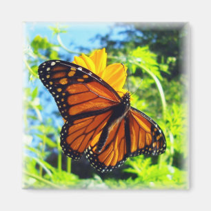 Magnet de papillons Monarque