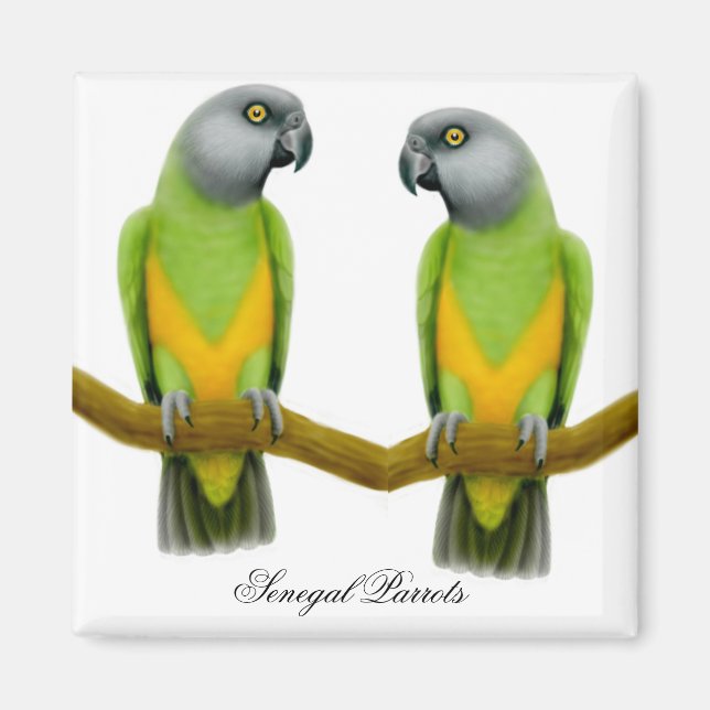 Magnet de perroquets du Sénégal (Devant)