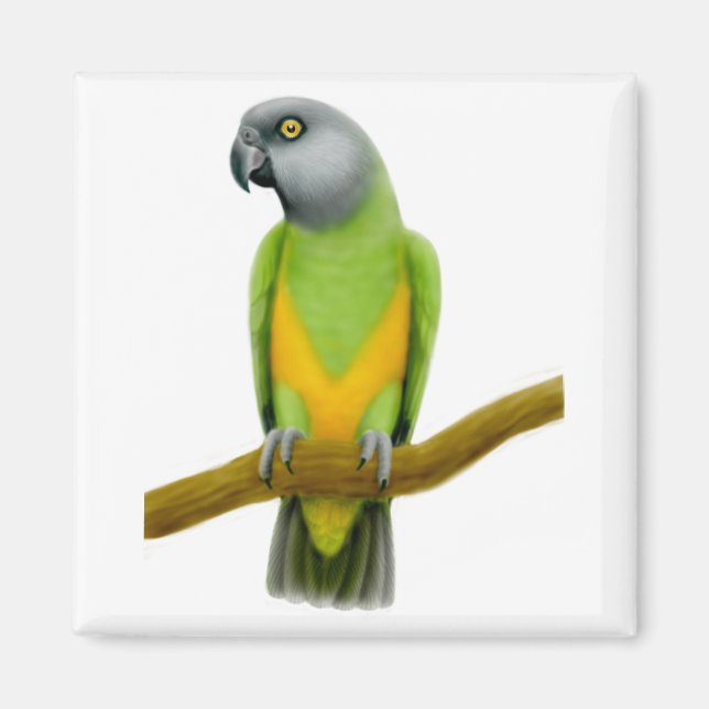 Magnet de perroquets du Sénégal (Devant)