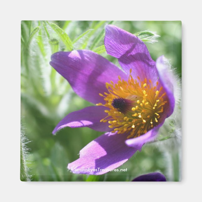 Magnet de photographie à fleurs violettes Pasque (Devant)