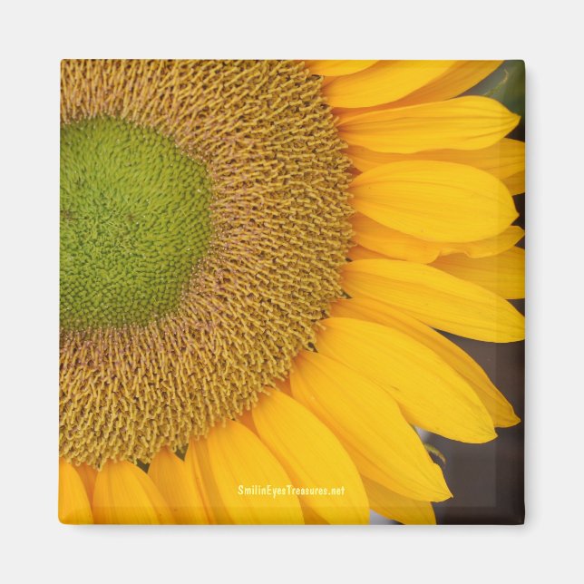 Magnet de photographie des fleurs de tournesol (Devant)