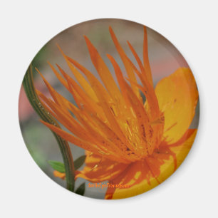 Magnet de photographie orange jaune