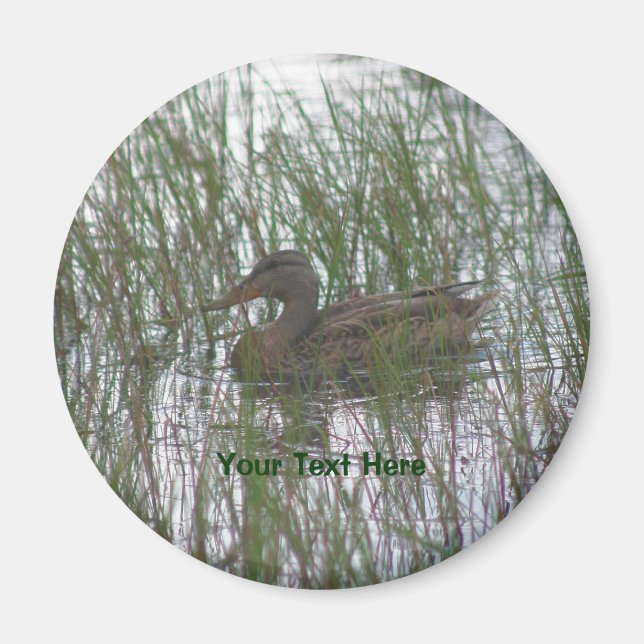 Magnet de photos de la nature de Canard Brown (Devant)