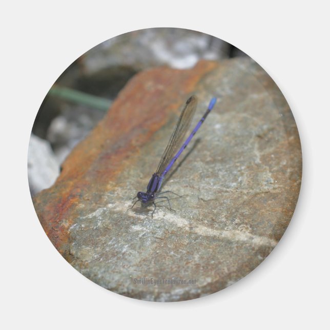 Magnet de photos de la nature de Damselfly (Devant)