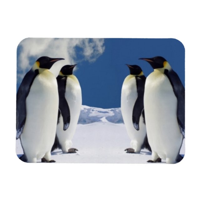 Magnet de pingouins (Horizontal)