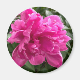 Magnet de pivoine