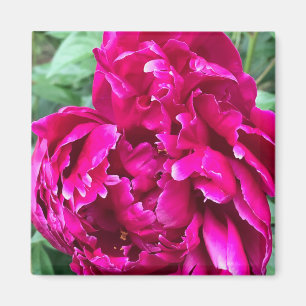 Magnet de pivoine