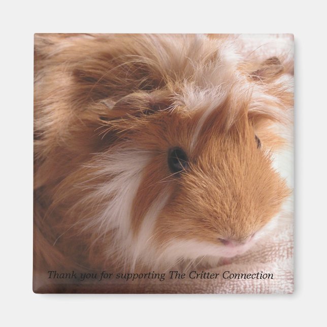 Magnet de porc de Guinée #1 (Devant)