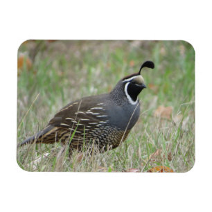 Magnet de profil de caille masculin en Californie