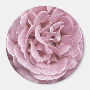 Magnet de rose de rose