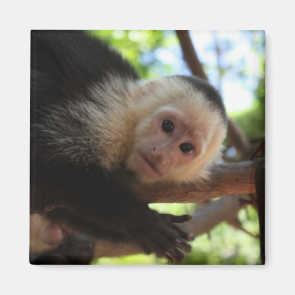 Magnet de singe capucin