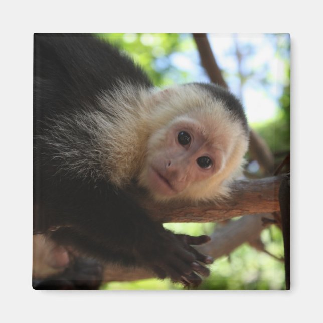 Magnet de singe capucin (Devant)