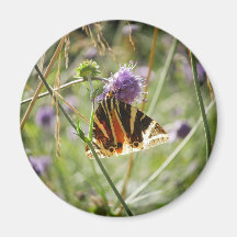 Magnet de teigne de tigre de Jersey