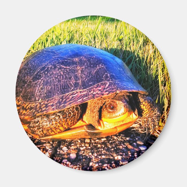 MAGNET DE TORTUE (Devant)