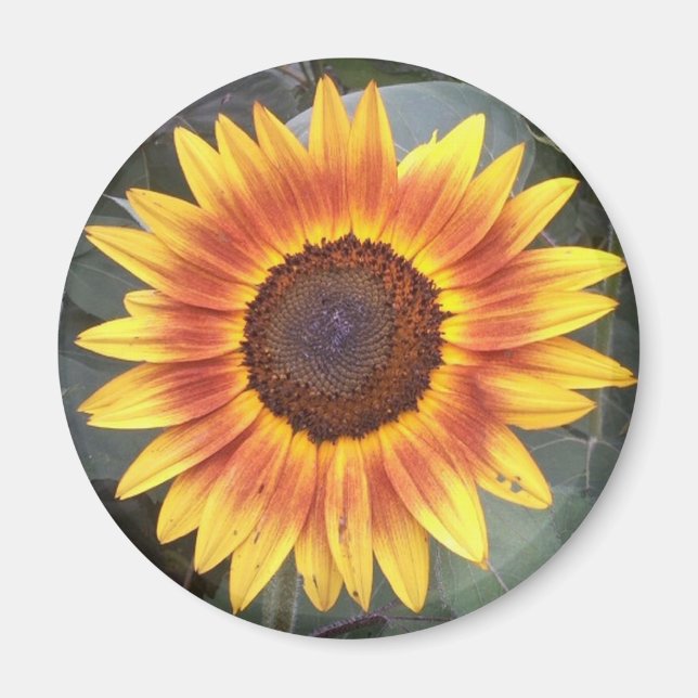Magnet de tournesol (Devant)