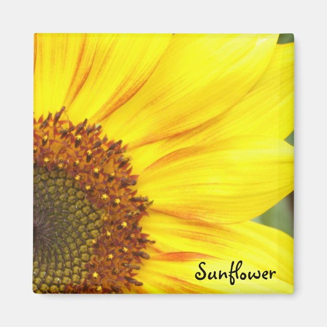 Magnet de tournesol (Devant)