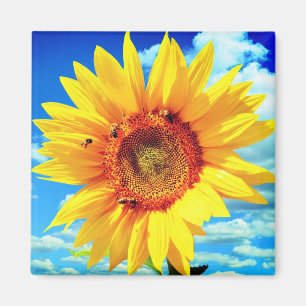 Magnet de tournesol jaune