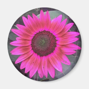 Magnet de tournesol rose néon