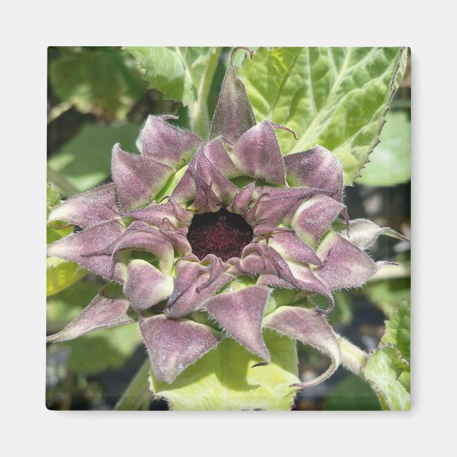 Magnet de tournesol violet unique (Devant)