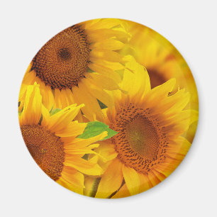 Magnet de tournesols
