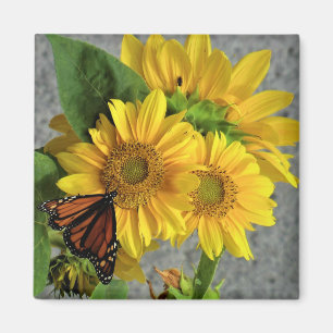 Magnet de tournesols et de papillons monarques