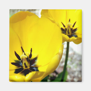 Magnet de tulipe jaune