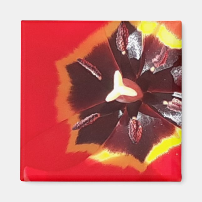 Magnet de tulipe rouge écarlate (Devant)