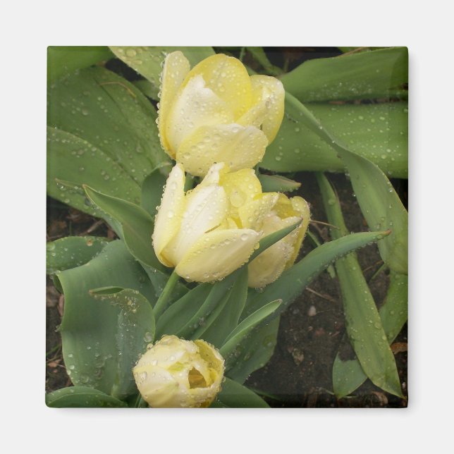 Magnet de tulipes jaunes (Devant)